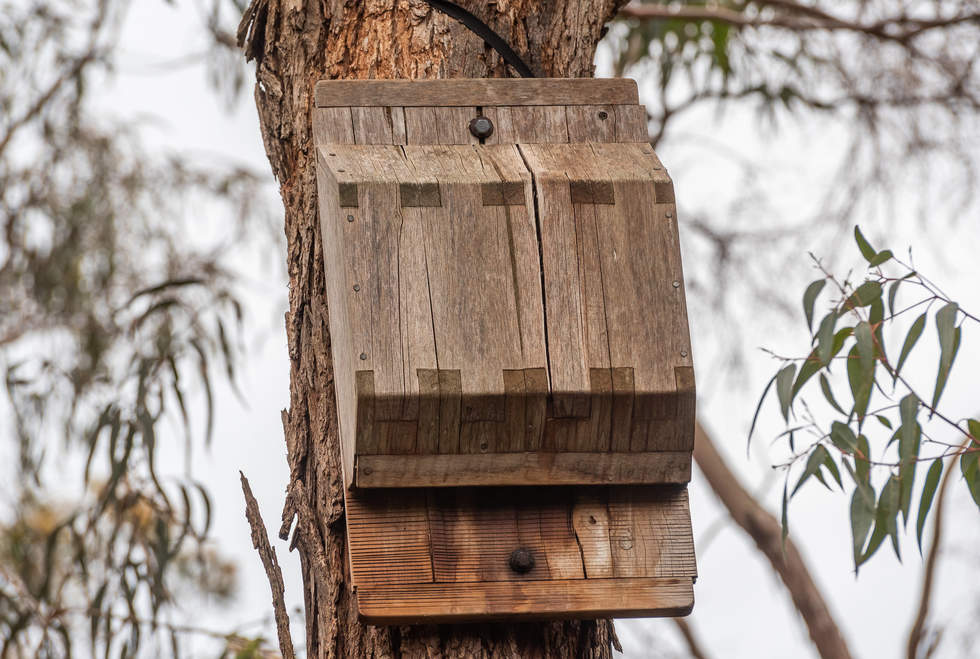 nest box attached to tree