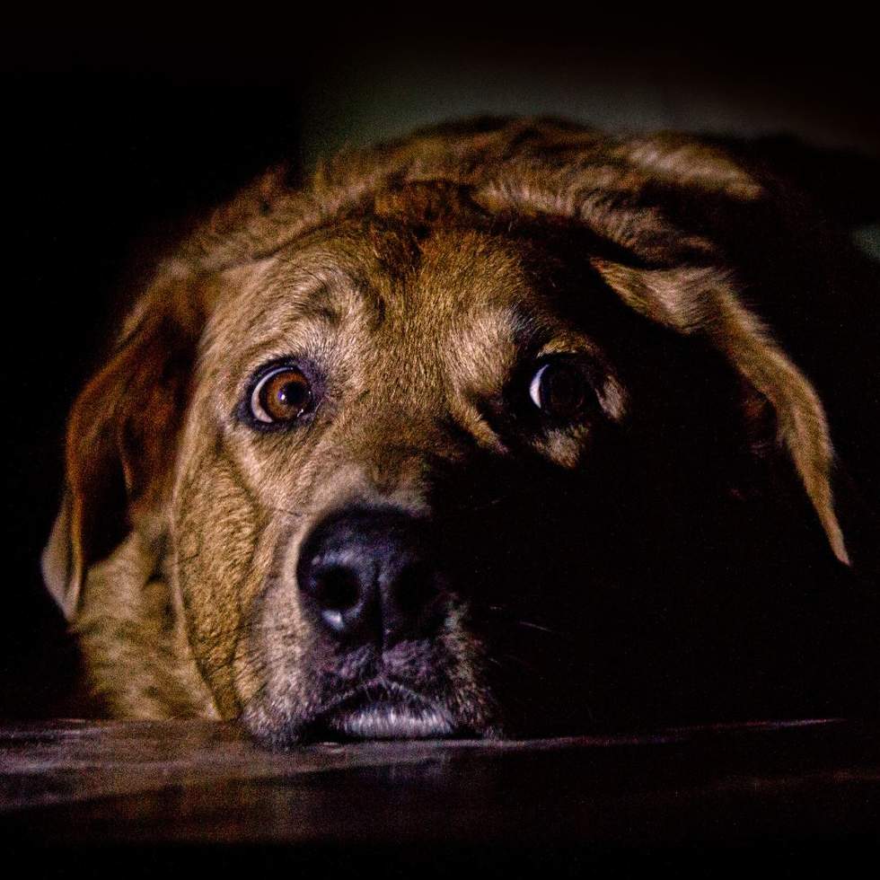 A dog in the dark looking scared with sad eyes.