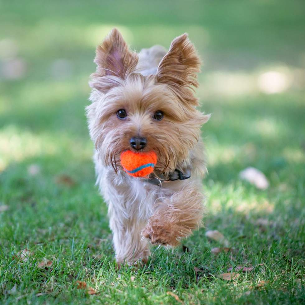 Cute little doggo carrying a ball at the park.